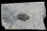 Bargain, Calymene Niagarensis Trilobite Molt - New York #99018-1